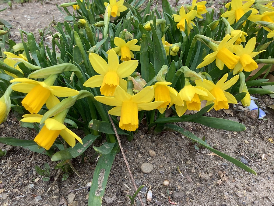 武蔵野大学にウェルビーイング学部ができたそうです❣️