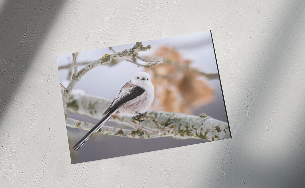 シマエナガポストカード３枚組