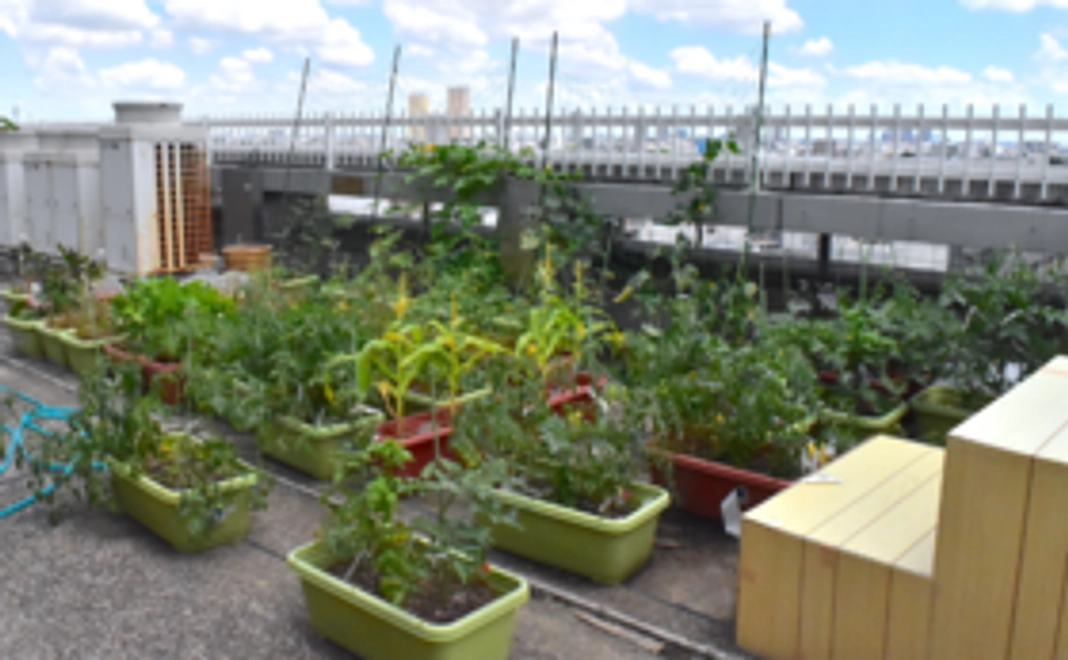【夏休みに】こちらのゾーンの屋上菜園で収穫体験！コース