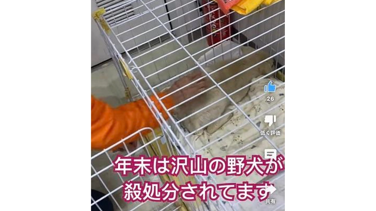 2023年最後の保健所レスキュー。