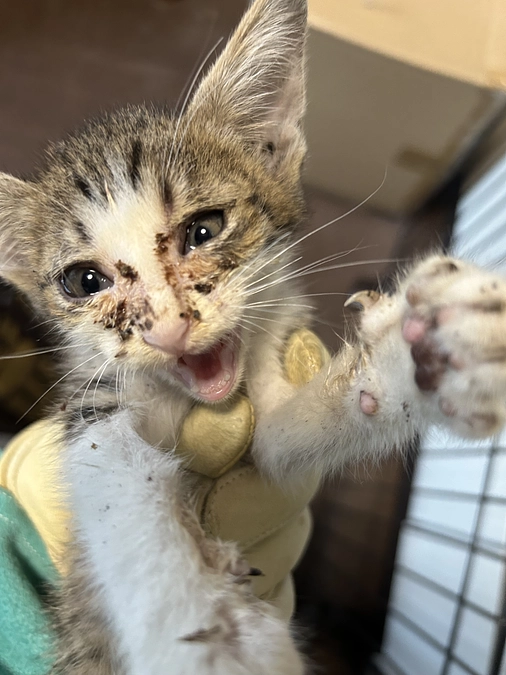 【なんとか近日に５０％到達へ向けて皆様に知ってもらいたい】子猫の緊急保護がありました🐱