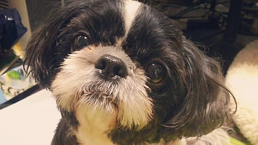 愛犬シーズー、ルーシーの僧帽弁閉鎖不全症(MR)の手術費用の御支援