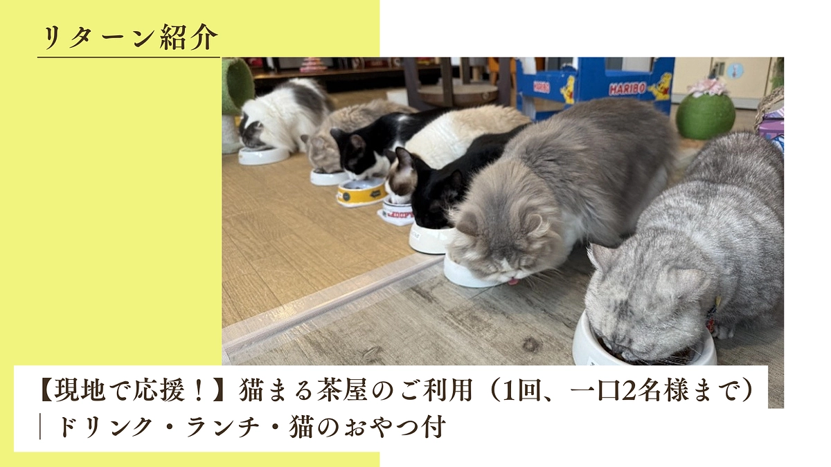 【現地で応援！】猫まる茶屋のご利用（1回、一口2名様まで）│ドリンク・ランチ・猫のおやつ付