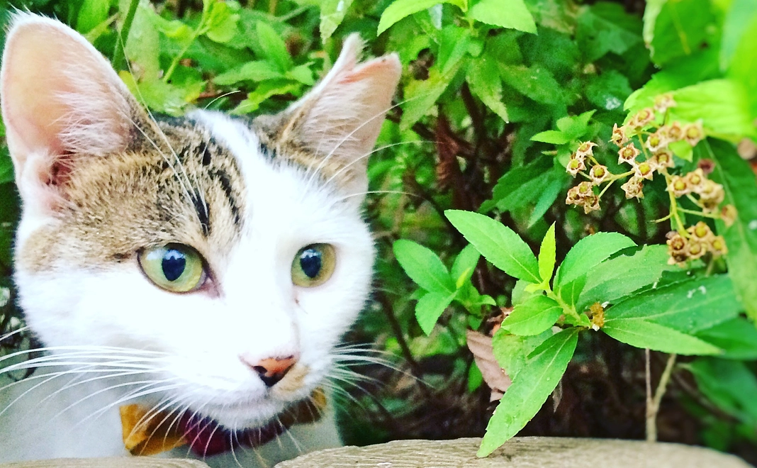 にゃんとかせんば