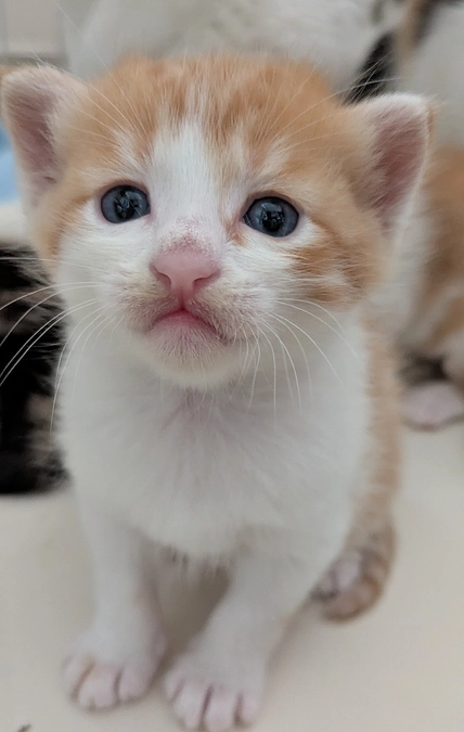 離乳食が始まりました。