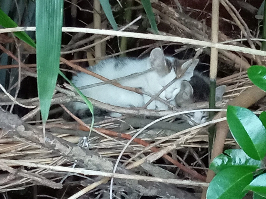 プロジェクト達成しました！