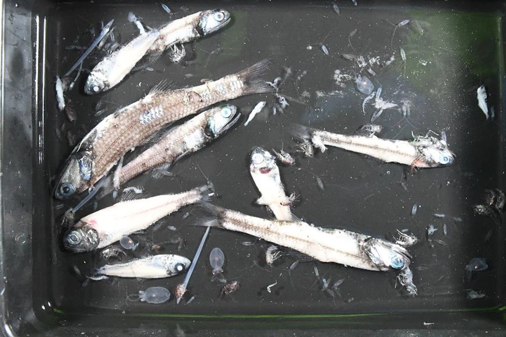 2024年1月20日「ハダカイワシ」