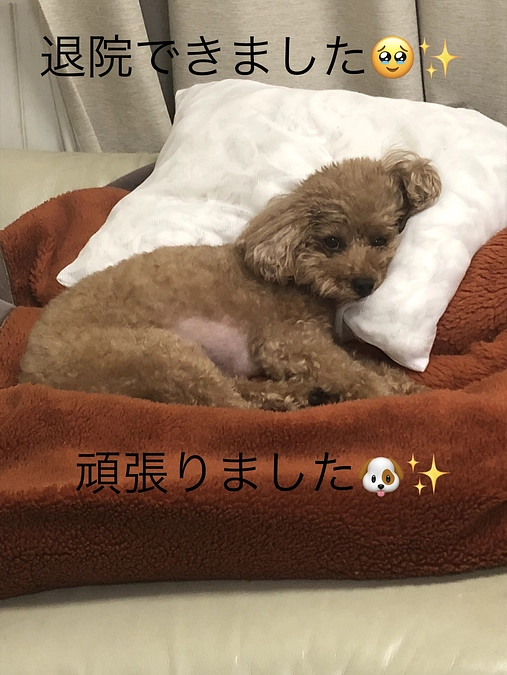 手術を受けて退院してきました！