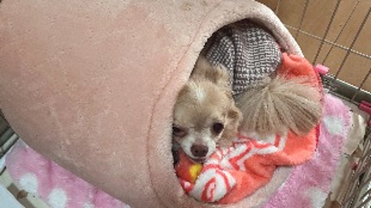 今日のくうちゃん