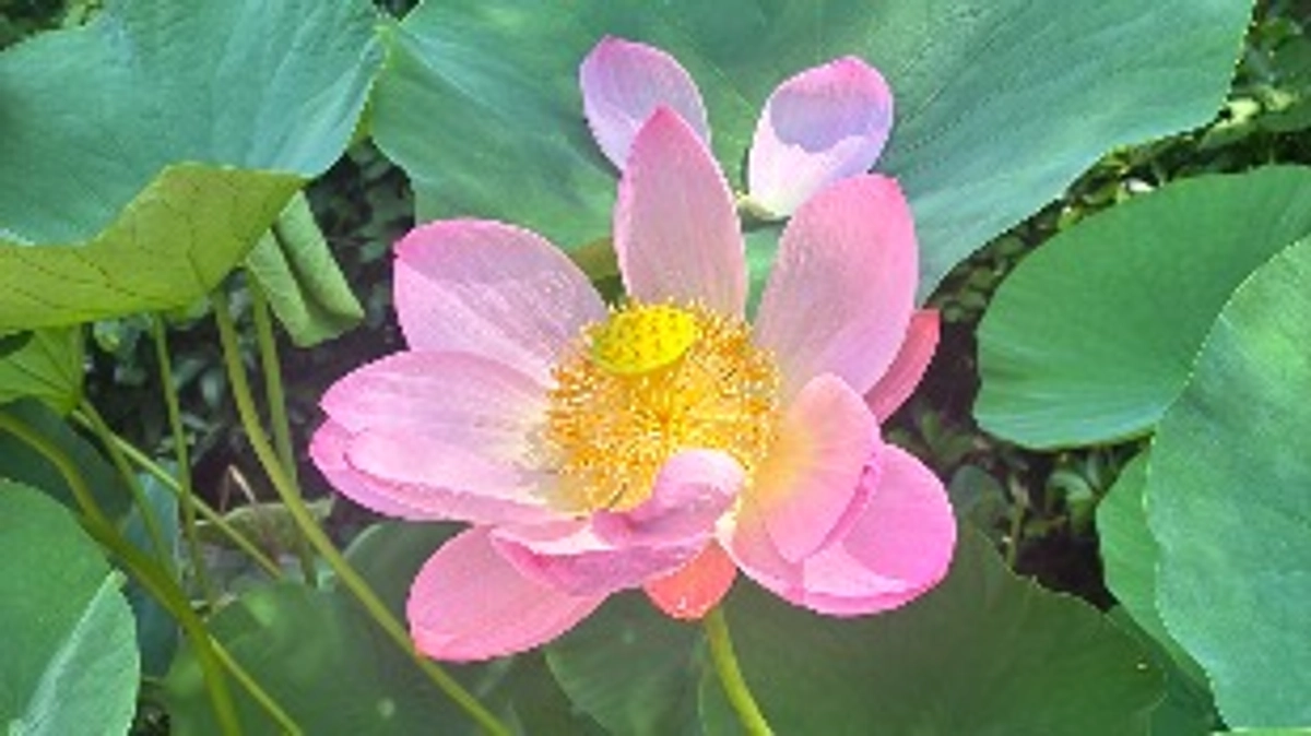 ✨🔆LIVE開催決定🔆✨