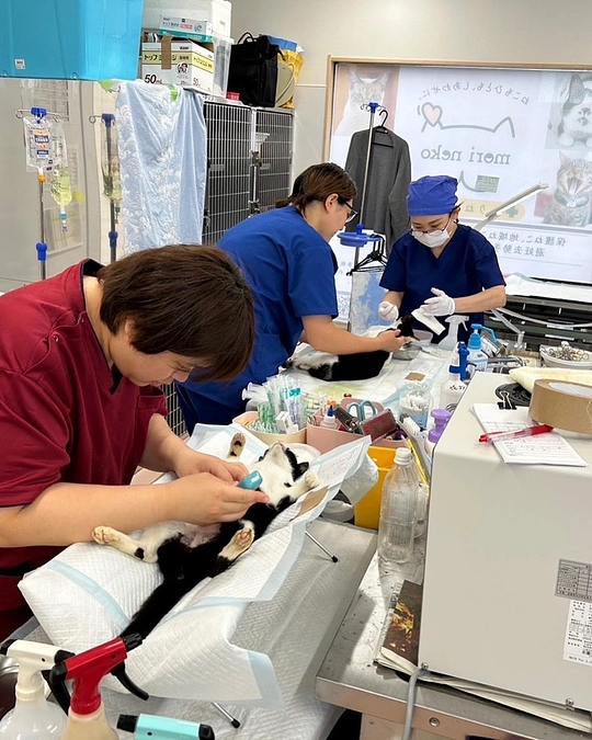 【残り8日！】高齢化が進む地域や動物医療の不足している地域に避妊去勢手術を届けたい！