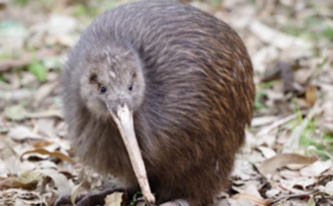 キーウィグッズコースB