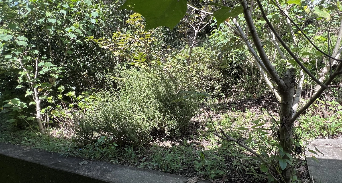 挑戦が始まって３日目