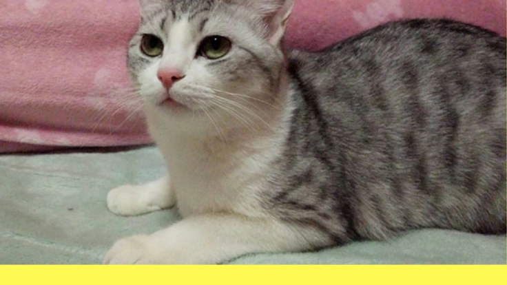 一匹でも多く新しい家族へ！福山唯一の保護猫カフェを作りたい！