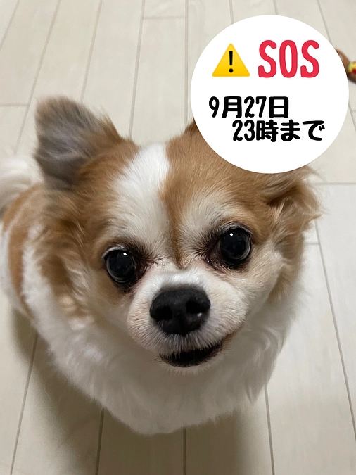 残り25時間となりました。