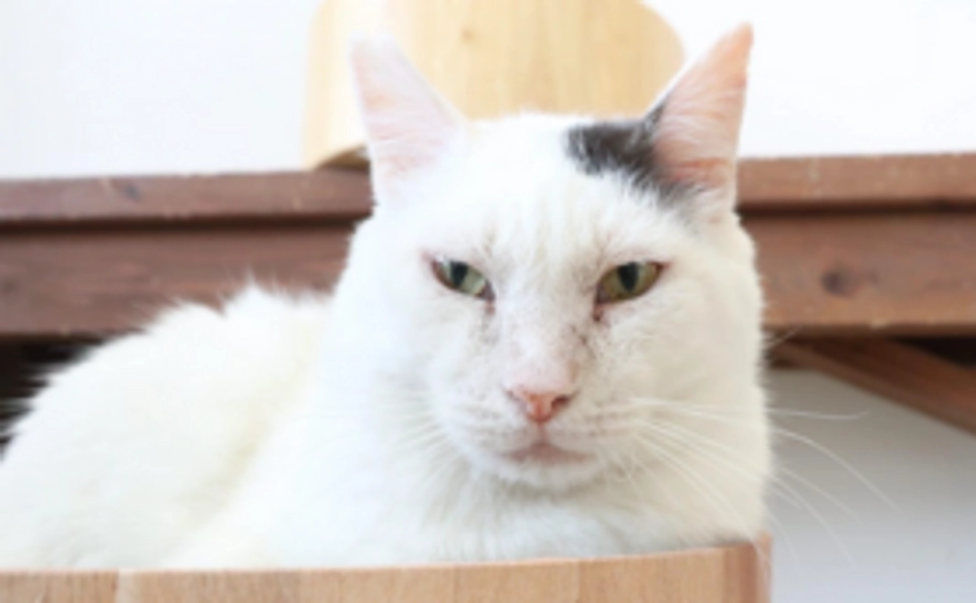 2222円(にゃんにゃん)コース