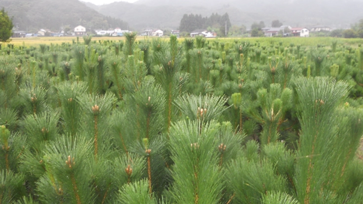 東日本大震災で生き残ったマツの子どもたちをふるさとの海岸に!