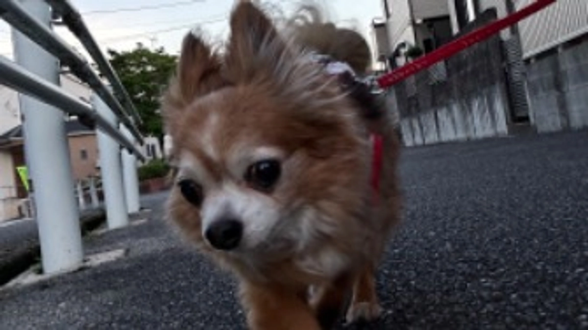 明日は七夕🎋✨ソラは手術して2年です。