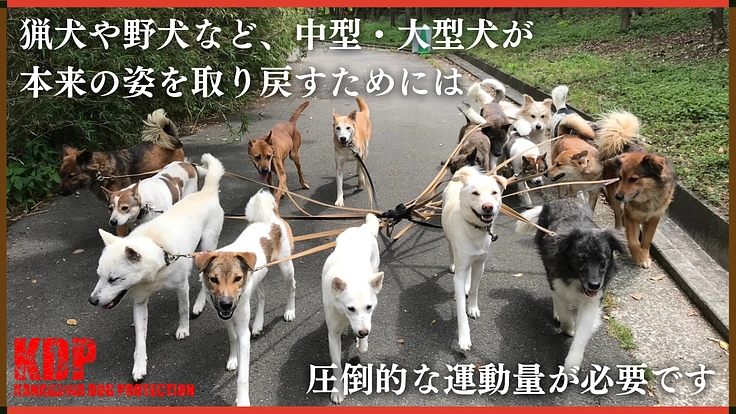 深刻な劣化が進むドッグランを大改修！KDPシェルター修繕【第二弾】 3枚目