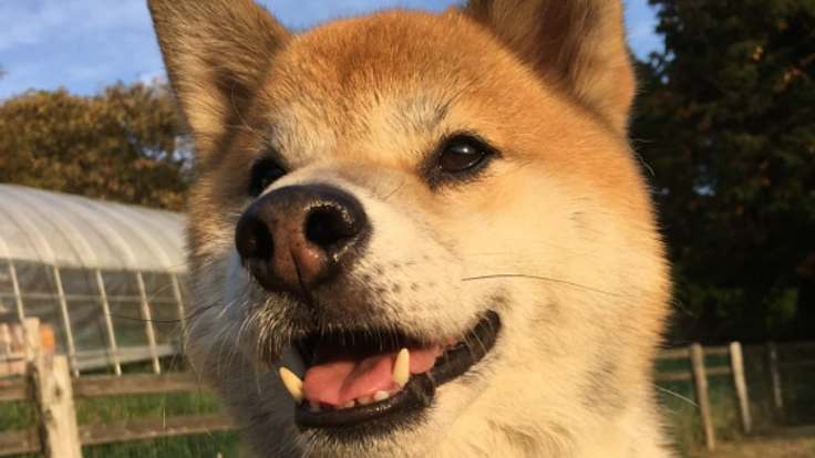 阿蘇くまもとシェルターの復興支援を行いたい。