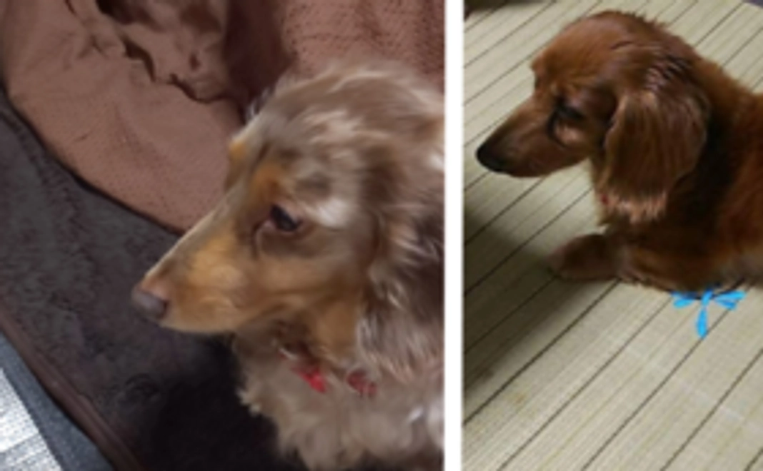 ランラン・ピンキーもっと頑張れコース