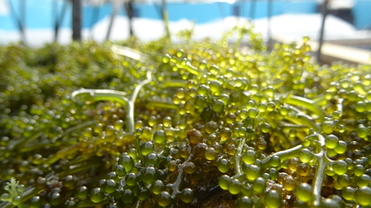 湘南産海ぶどうからはじまる都市型農業再生プロジェクト！