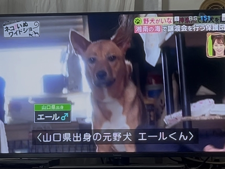 まあくんの家 代表理事 高村真名美様からの応援メッセージ