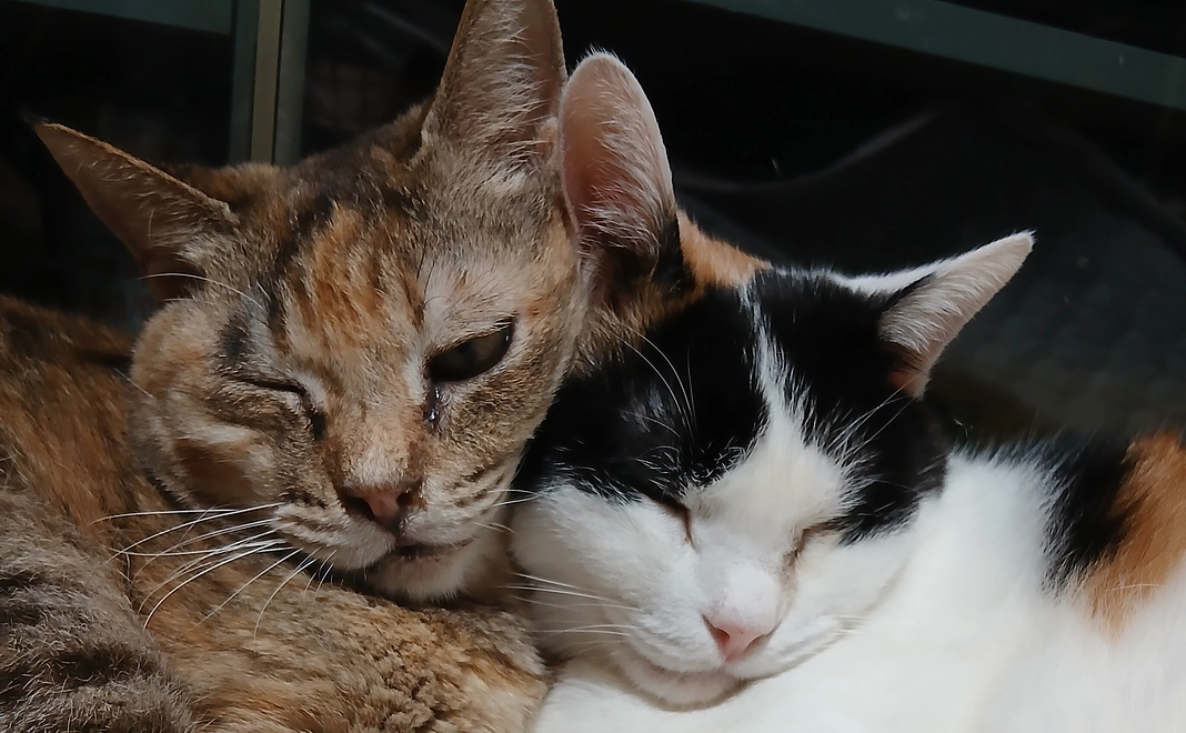 感謝のメール①