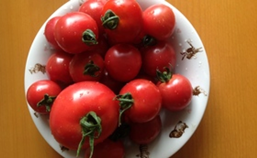 【関東以北限定】北海道産の本物の安全安心・プレミアム野菜1週間分！