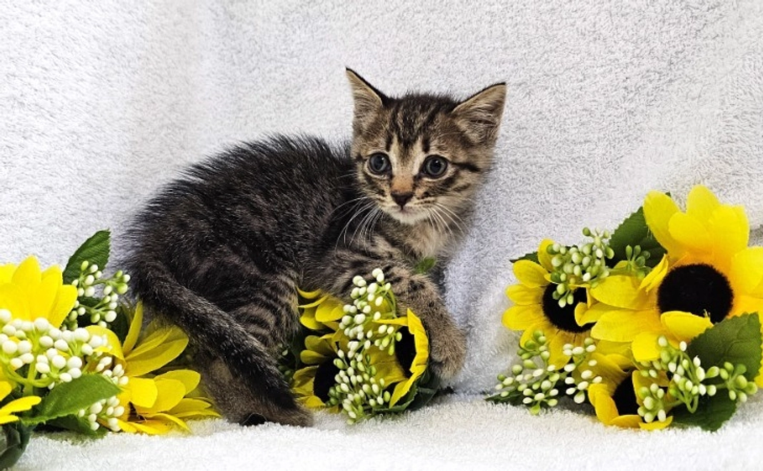 5000円｜応援コース