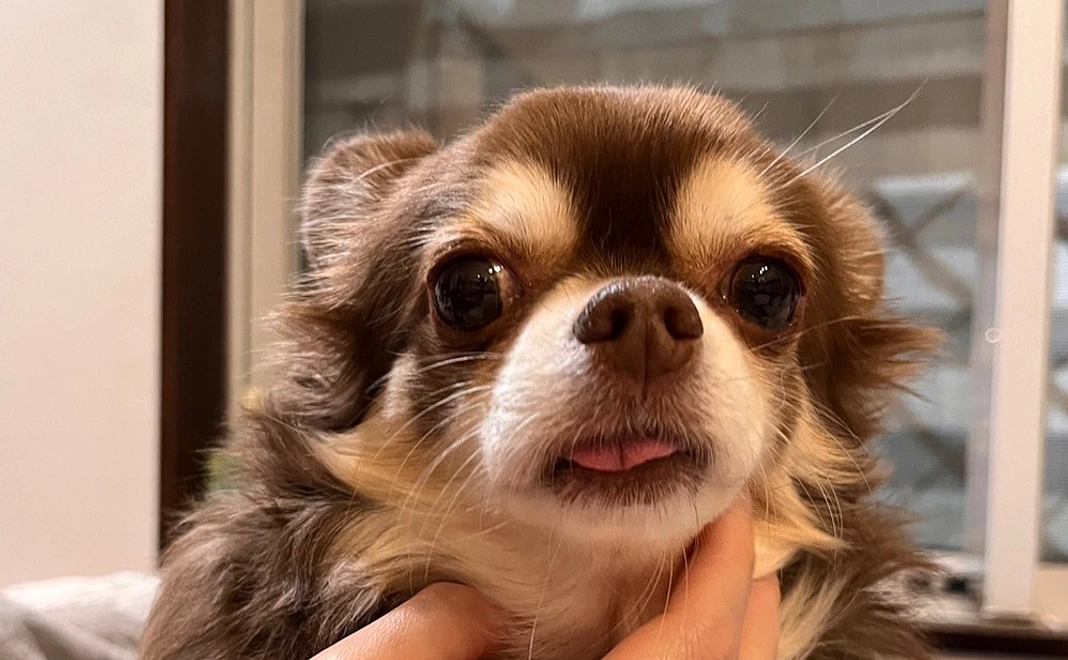 メロへの支援3000