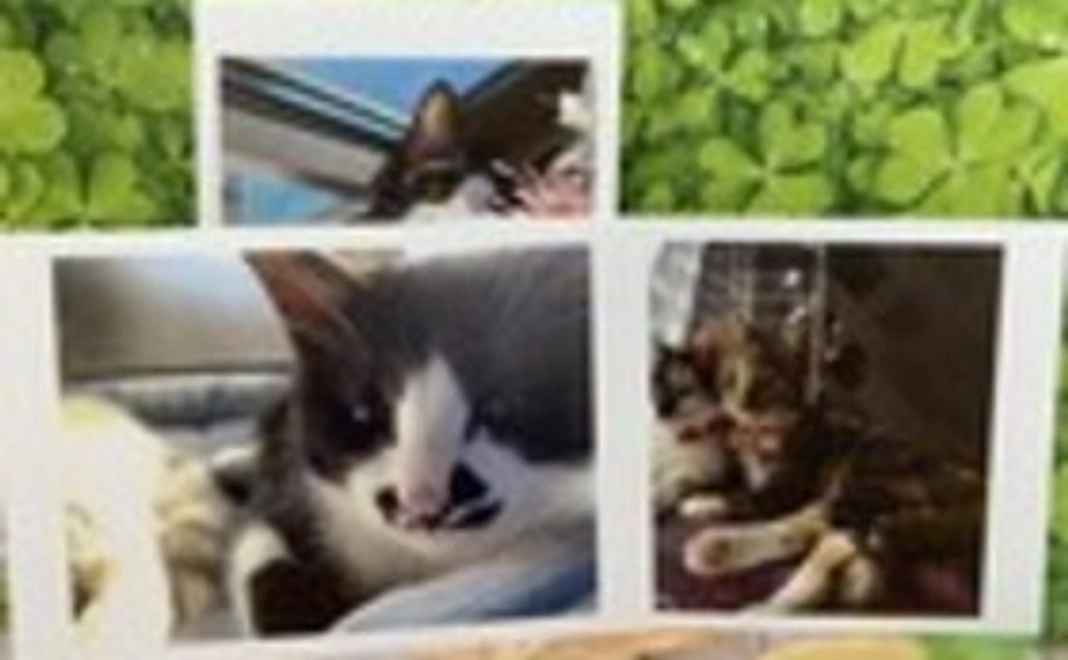 お礼のお手紙・メッセージカード（３枚組）・卓上カレンダー・『保護猫カフェあんちゃん』新聞