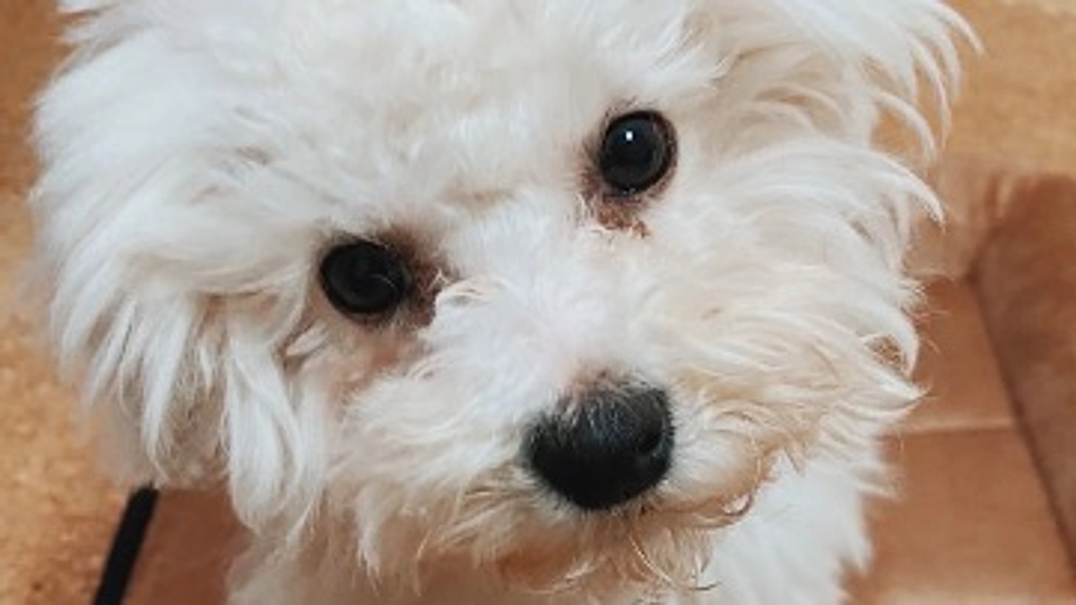 門脈シャントのハウちゃんのおはなし