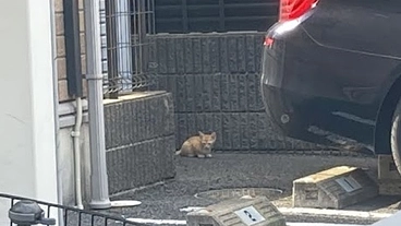 個人での子猫の保護活動にご支援お願いいたします のトップ画像