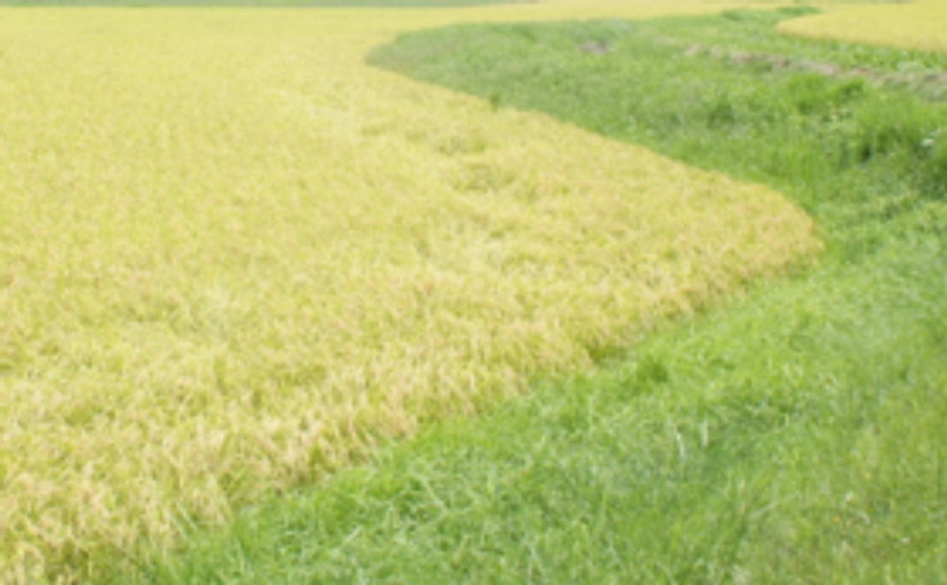 新米20㎏＋黒米1㎏