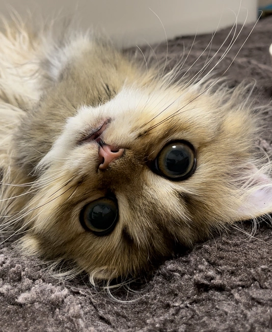 本日2回目の投稿です！