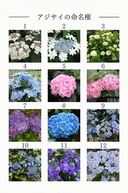 【12/11更新】　Mコース【アジサイ命名権】ご検討のお客様へ　未命名アジサイ画像一覧