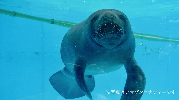 マナティーと共存できる未来へ|アフリカマナティー保全プロジェクト
