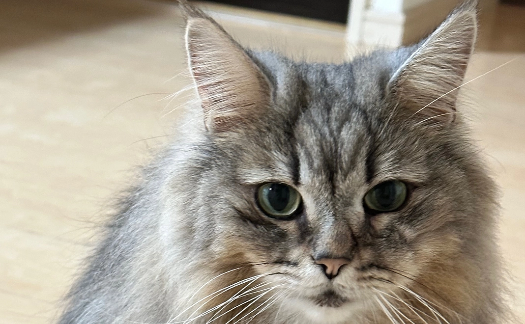 ★リターンなし