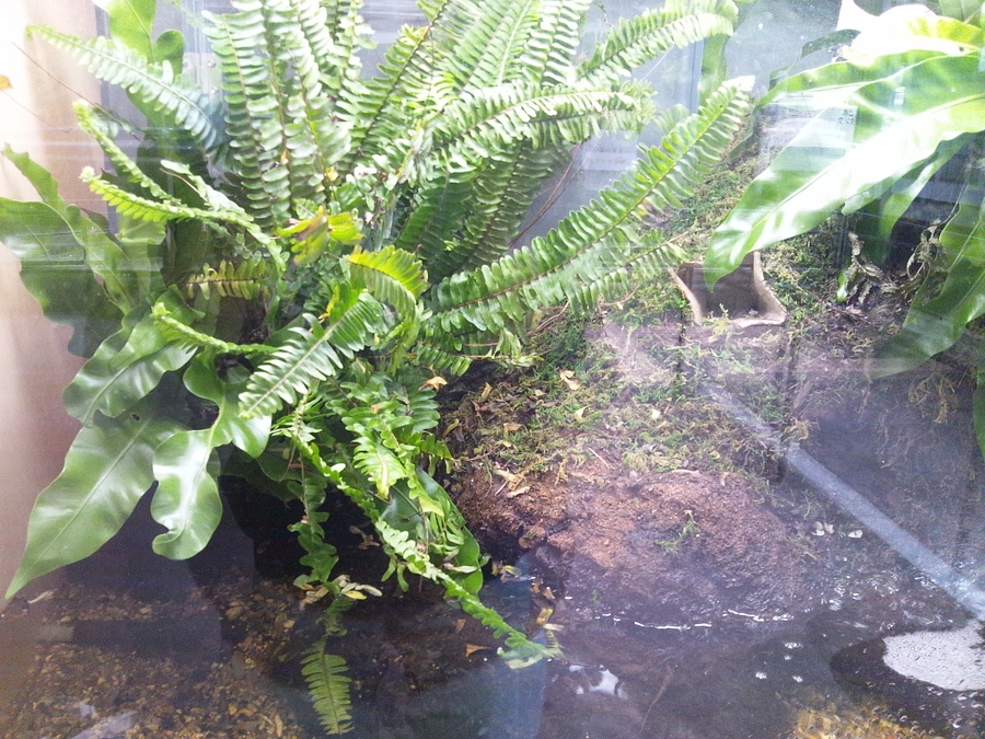 日本初だけではない、世界初！②－カエル飼育の始まりー