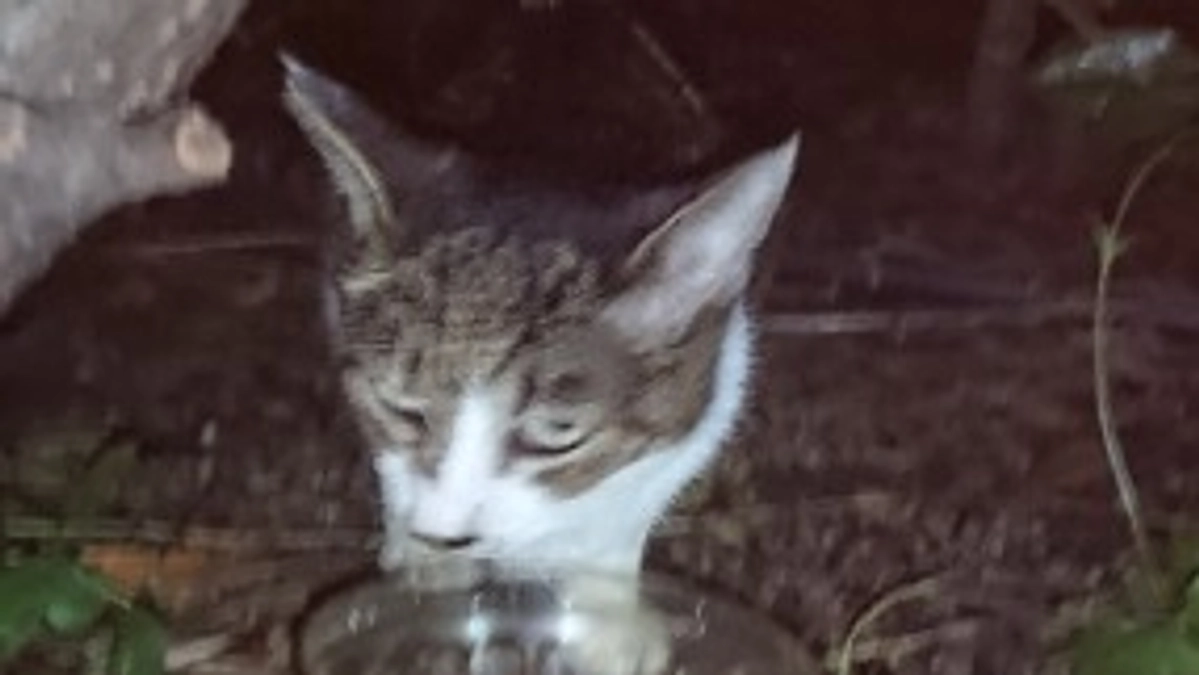 チョビンに給餌