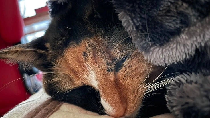 【腎不全・尿管結石】サンを救うために治療費のご支援をお願いします!