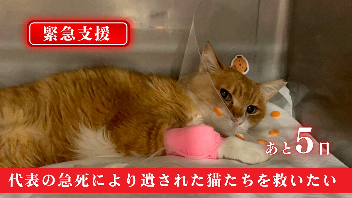  【残り5日】たくさんのあたたかい応援コメントありがとうございます！