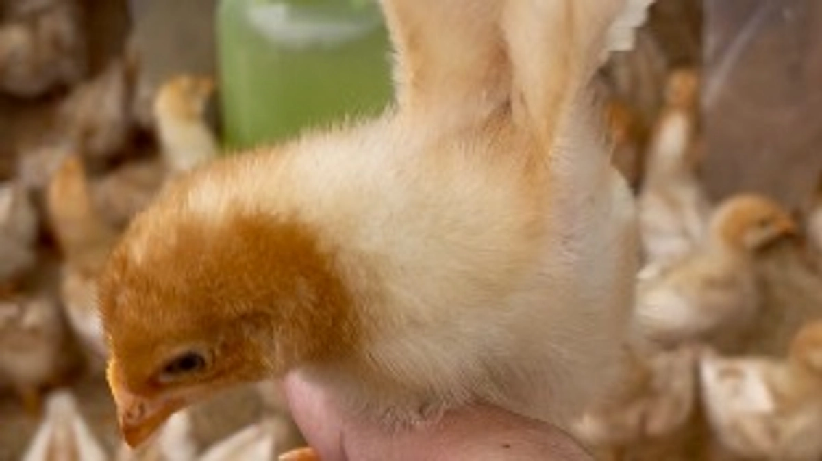 だんだんと❗️