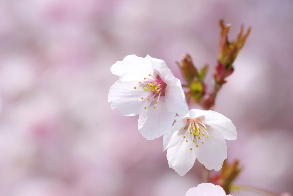 プロジェクト開始2日目、24%達成しました！