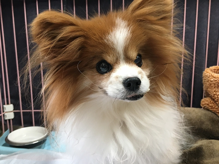 腸が弱いピーチは下痢が続くことがあります