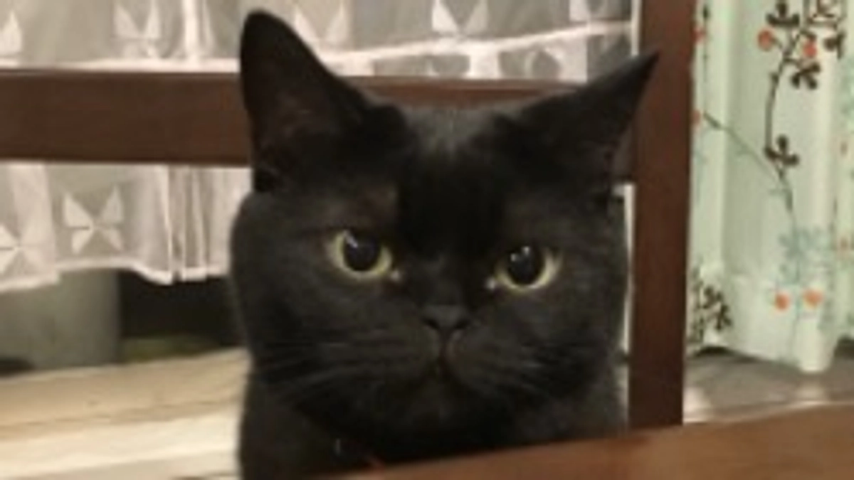 リリィちゃんのこれまで