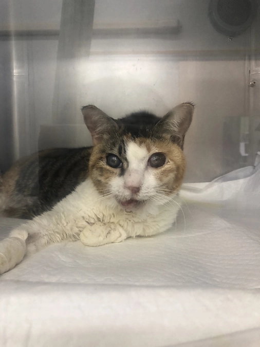 経過報告◆10日目　退院　／ プロジェクト達成の御礼🎊