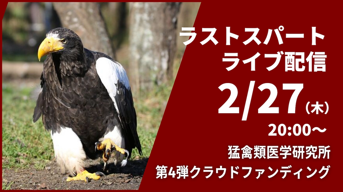 【2/27(木)20時から】ラストスパートライブ配信を実施します！ぜひご参加ください