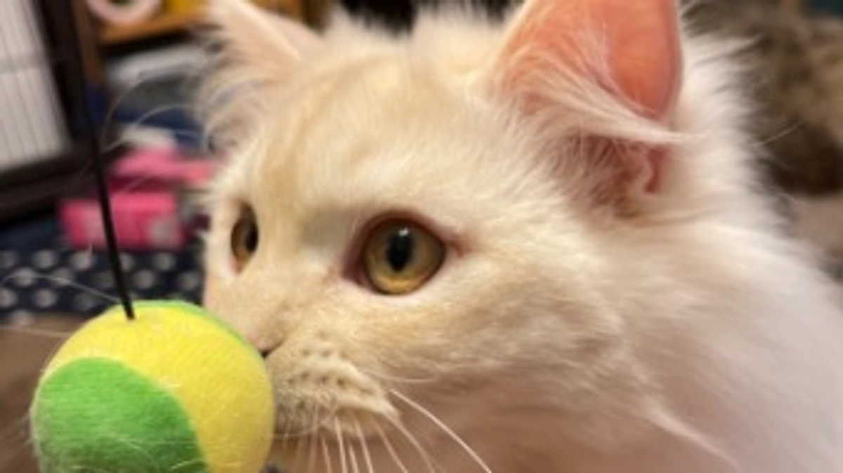 おもちゃでたくさん遊びました！